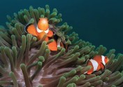 clownfish